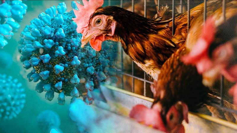 H5N1 Avian flu's risk to humans remain low, however, it has prompted a range of prepardness