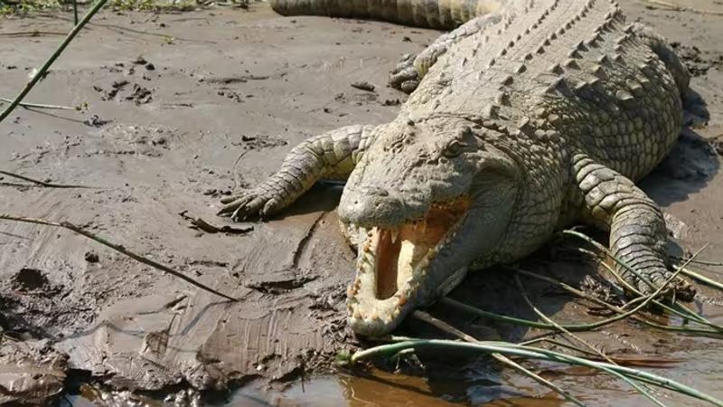 Man Killed In Crocodile Attack In Odisha