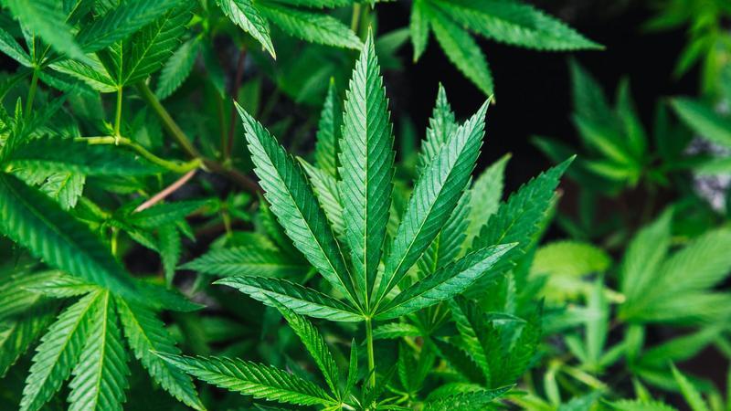 High-Tech Marijuana Operation Busted in Greater Noida; English Graduate Arrested