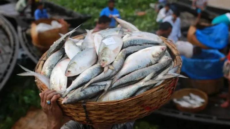  Hilsa fish