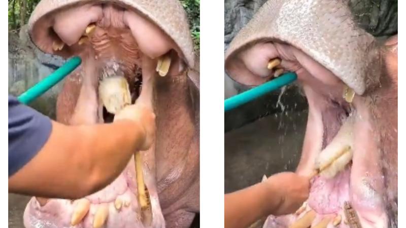 Hippopotamuses getting their teeth cleaned