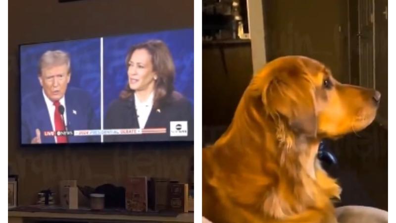 In the video, the dog watches the intense debate, but hides behind the sofa, appearing scared when Trump makes his now-iconic "they are eating dogs" remark.