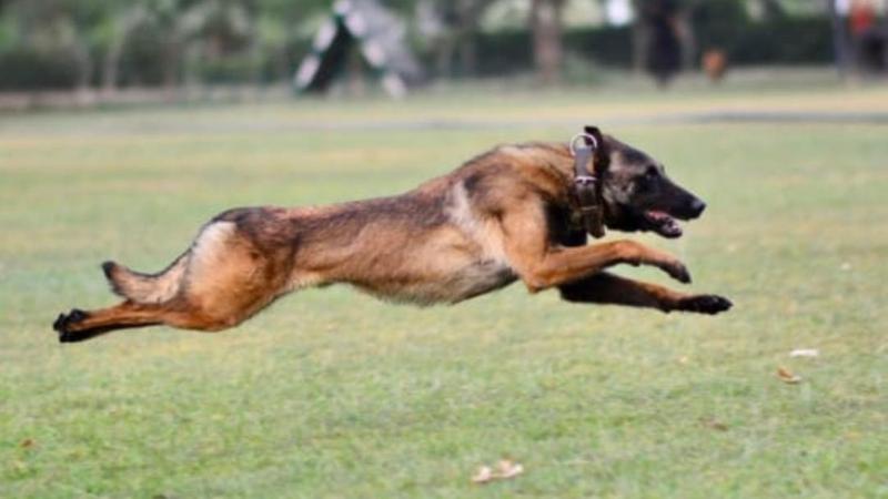 Indian army dog makes supreme sacrifice while tracking terrorists