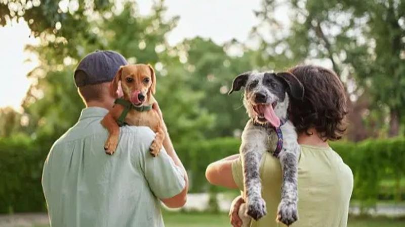 International Dog Day 2024: Celebrating the Unbreakable Bond Between Dogs and Humans