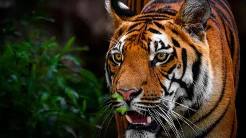 Woman Killed in Tiger Attack in UP