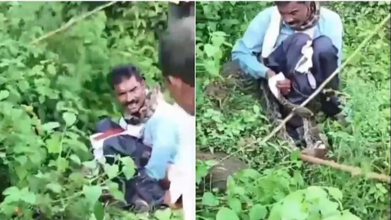 jabalpur python tries to swallow man defecating in open