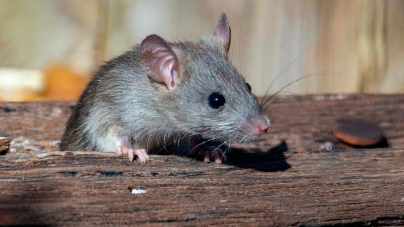 Telangana: 9 Students Bitten By Rats at Girls Hostel