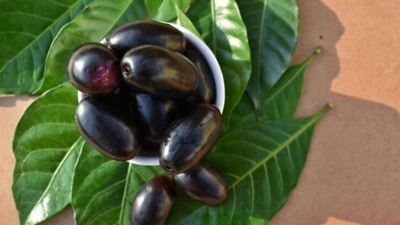 Jamun Leaves