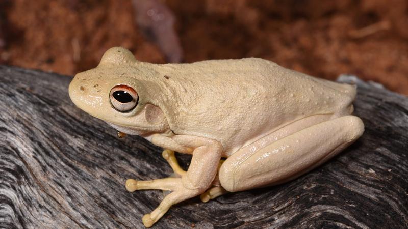 Laughing Frog