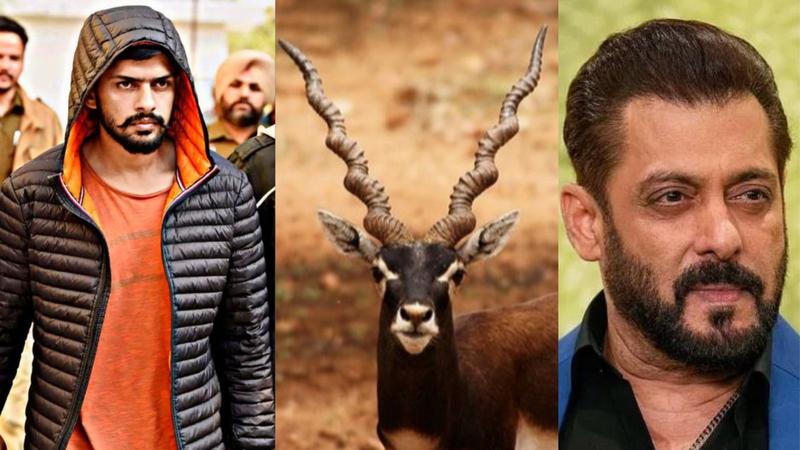 Lawrence Bishnoi revenge Salman Khan blackbuck poaching incident