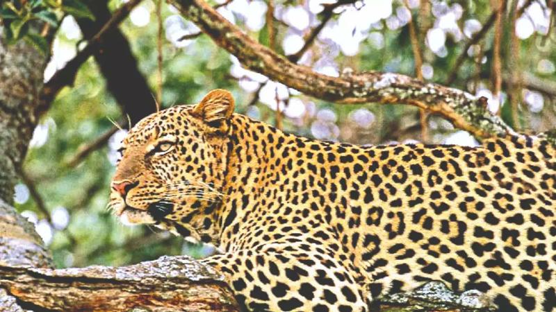 Leopard enters school in Bijnor