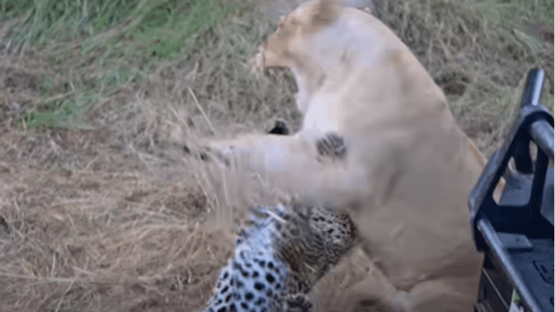 Leopard Mom Fights Lion to Save Her Cubs, Viral Video