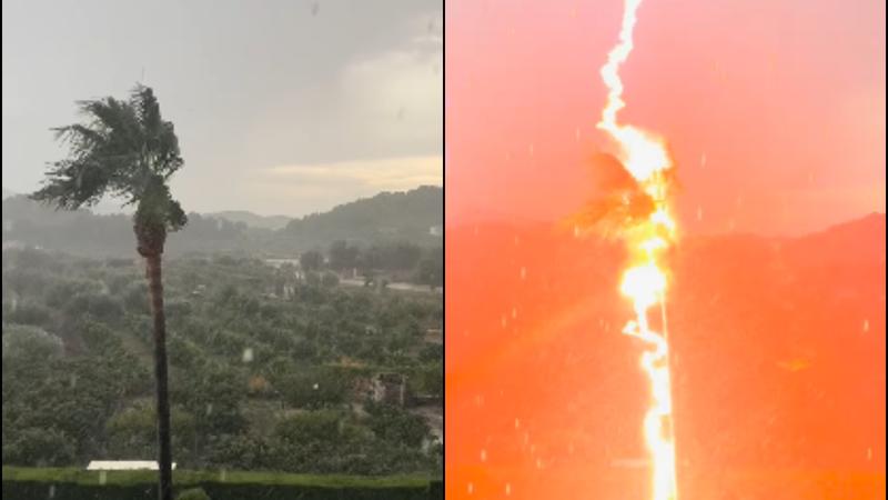 Lightning Strikes Palm Tree During Heavy Rains, Sends Shivers Down Social Media