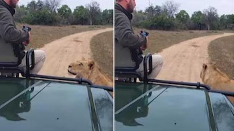 Lion Viral Video 