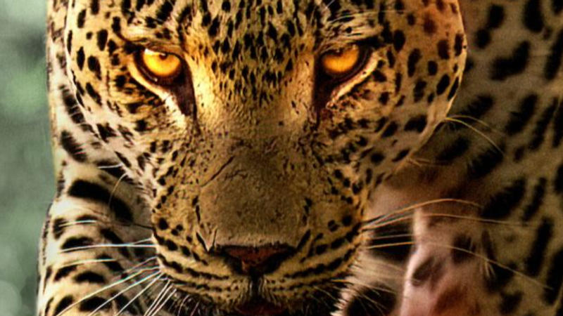 2-Year-Old Boy Mauled to Death by Leopard in Gujarat's Amreli