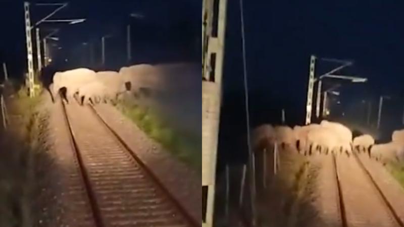 Loco Pilots Stop In Time To Allow Herd Of Elephants Cross Tracks, Viral Video