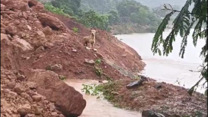 Loyal Dog Searches for Buried Owner After Landslide Near Shirur on NH66