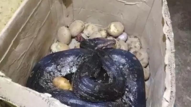 Maharashtra: 8-Foot Long Python Found Inside Potato Box in Chandrapur's Hotel, Sparks Panic 