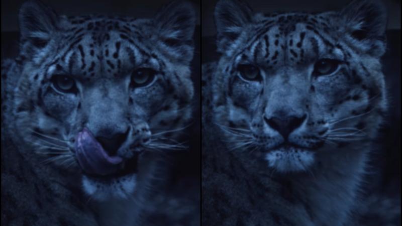 'Majestic': Rare Snow Leopard Photo Goes Viral With Stunning Clarity | WATCH