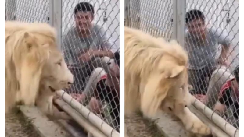 Man puts his hand inside Lion's enclosure