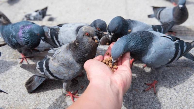 MCD planning to propose ban on pigeon feeding spots in Delhi