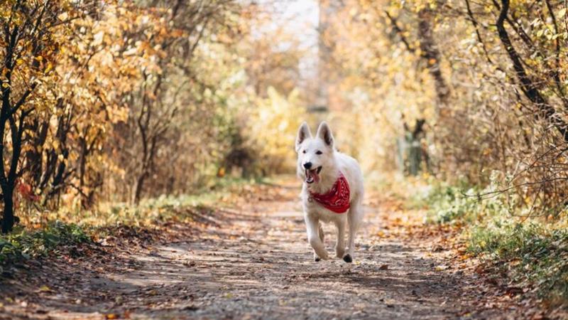 Missing dog in Karnataka reached home