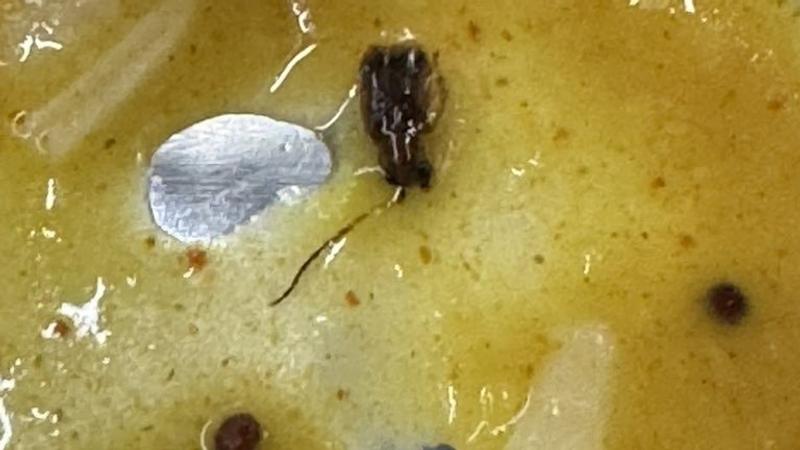 Mumbai Man Finds Cockroach in Dal Served on Vande Bharat Express. Here's What Railways Said