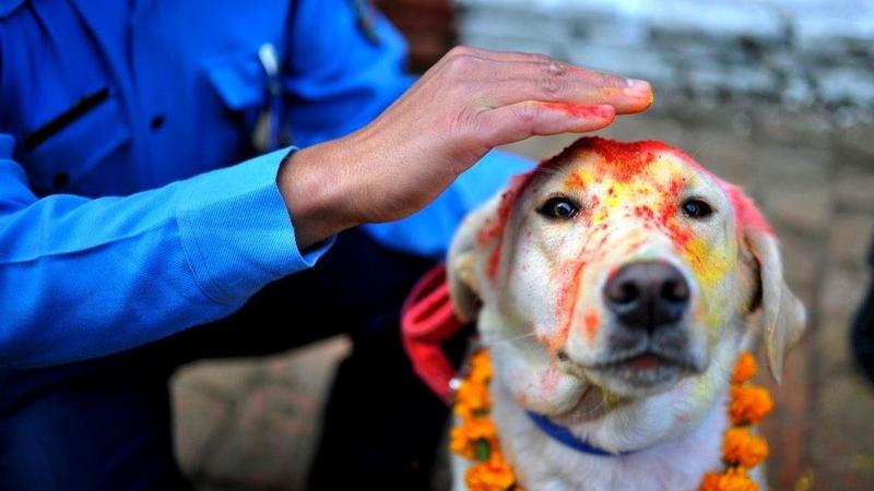 Nepal's Diwali festivities requires you to worship dogs.