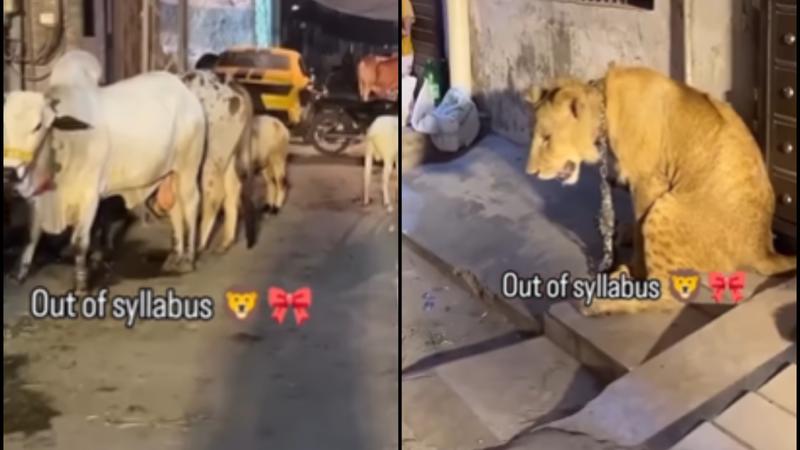 ‘Out of Syllabus’: Viral Video Stirs Social Media with Unusual Animal and Luxury Car Scene