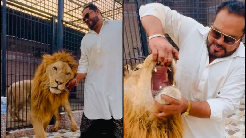 Pakistani Content Creator Sparks Outrage by Opening Lion’s Jaws in Viral Video