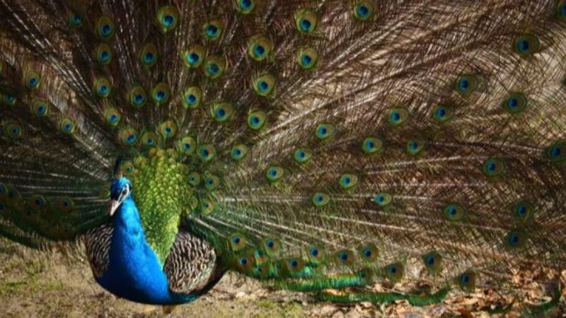 Peacock Feather