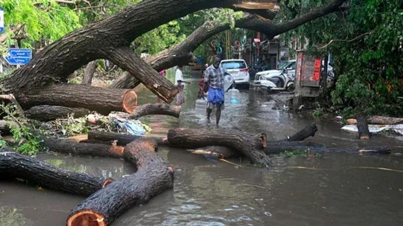 Man dies after tree falls on him in Mumbai