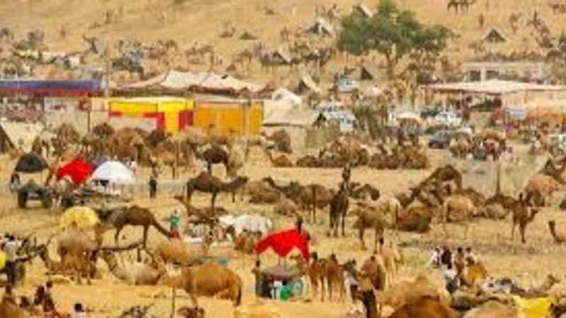 Pushkar camel fair, Rajasthsan