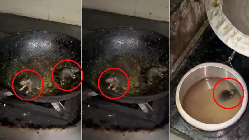 Rat found in food raw material and utensils in IIT Roorkee kitchen