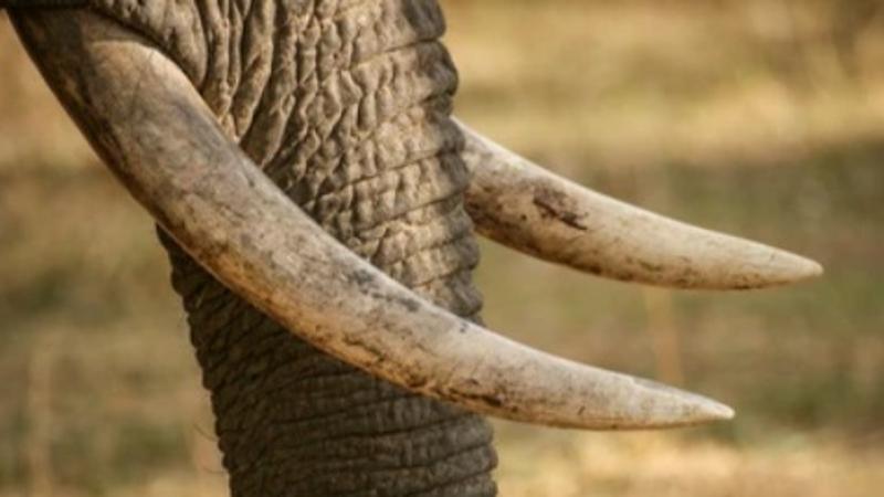 2 Killed in Elephant Attack