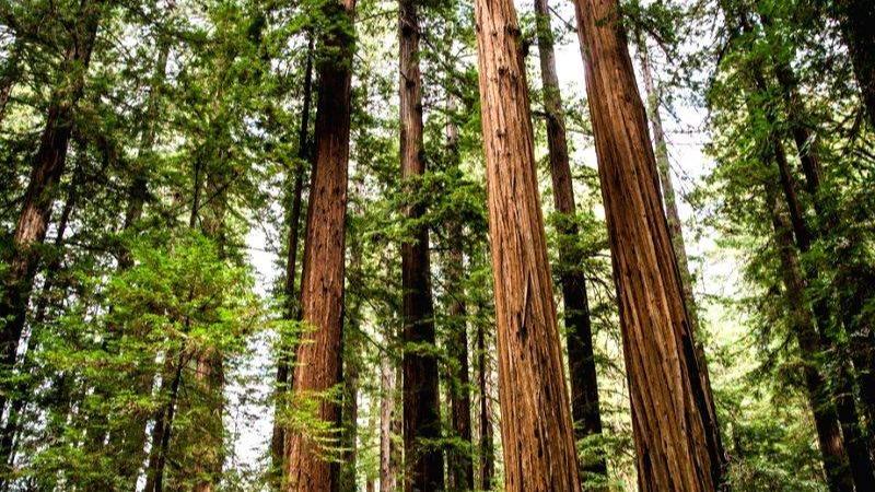 A 200-year-old gigantic Semal tree, which has been around for 4-5 generations of people, fell on Wednesday.