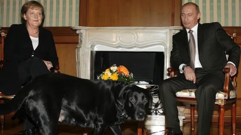 Russian President Vladimir Putin has denied allegations that he intentionally used his black Labrador, Koni, to frighten German Chancellor Angela Merkel. 