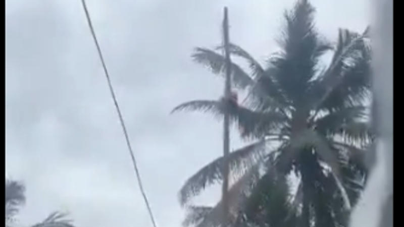 Bird Unfurls National Flag in Viral Video, Check What Actually Happened