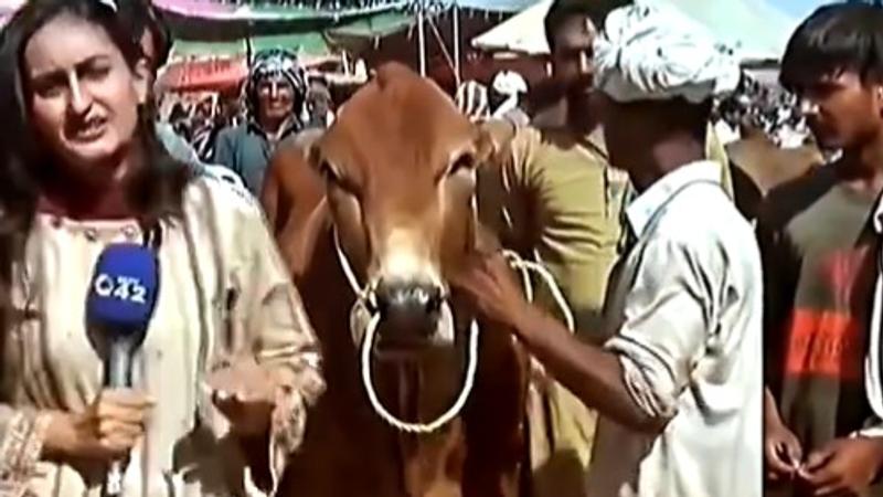 Bull hits Pakistani tv reporter, video goes viral