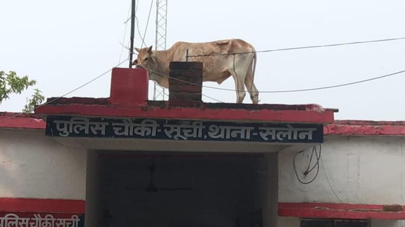 Bull climbs police checkpost in UP's Raebareli, Viral Video