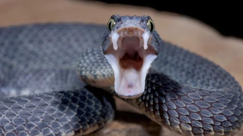 Man caught by customs smuggling over 100 live snakes