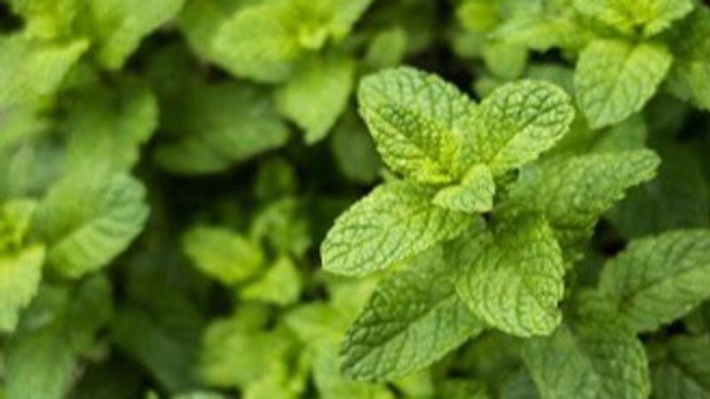 Drinking mint water regularly