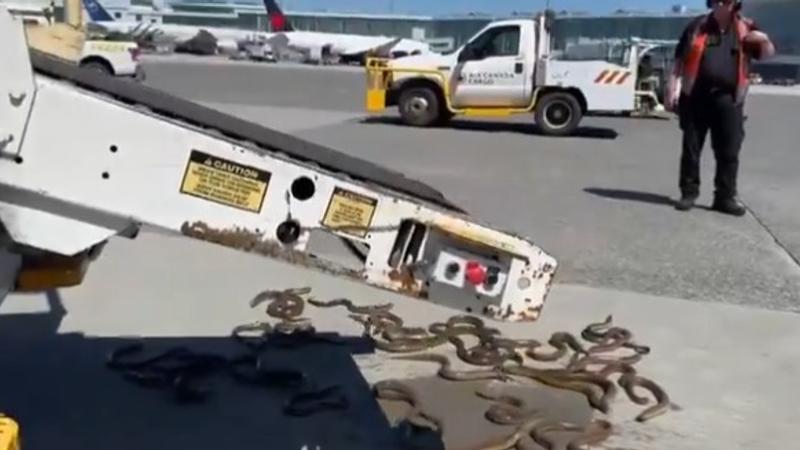 Eels Takes Over Vancouver Airport, Video Goes Viral