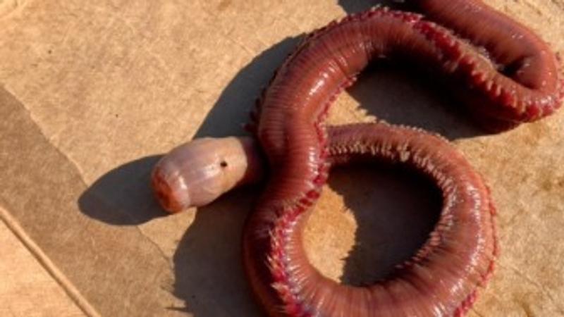 American blood worm viral video