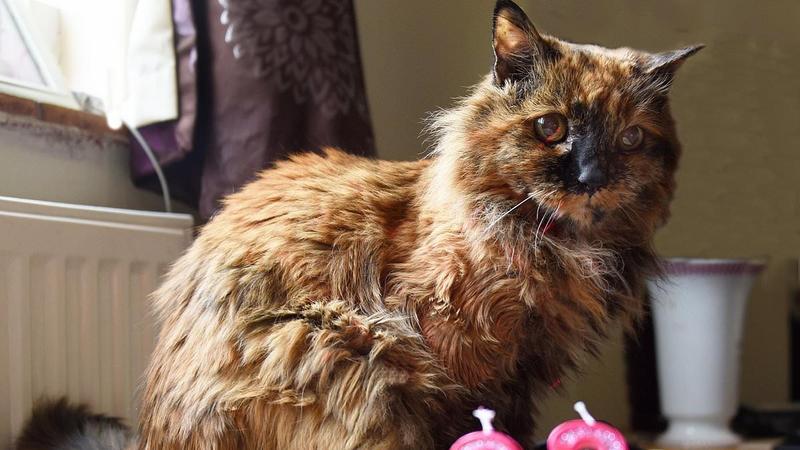 She'll Leave a Big Void": World's Oldest Cat, Rosie, Dies at 33