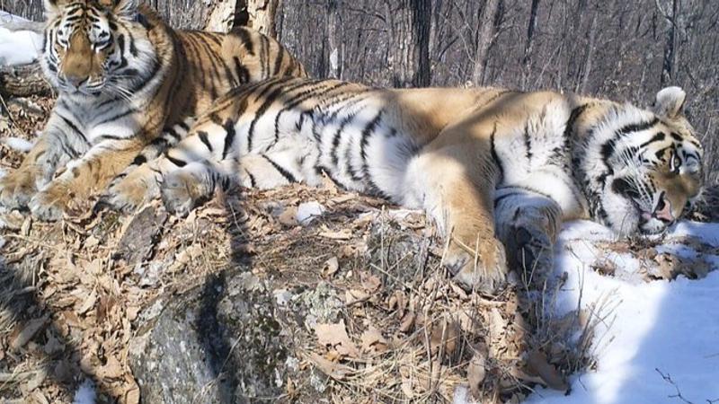 Siberian Tiger Crosses 200-Km Stretch of Russian Forest to Meet Former Mate