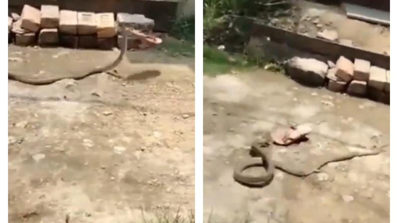 Snake Slithers away with the Slipper