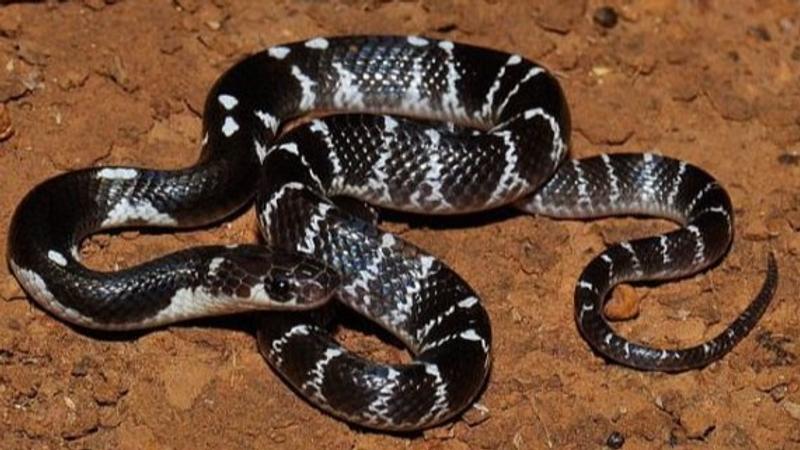 Snake species named after Leonardo DiCaprio 