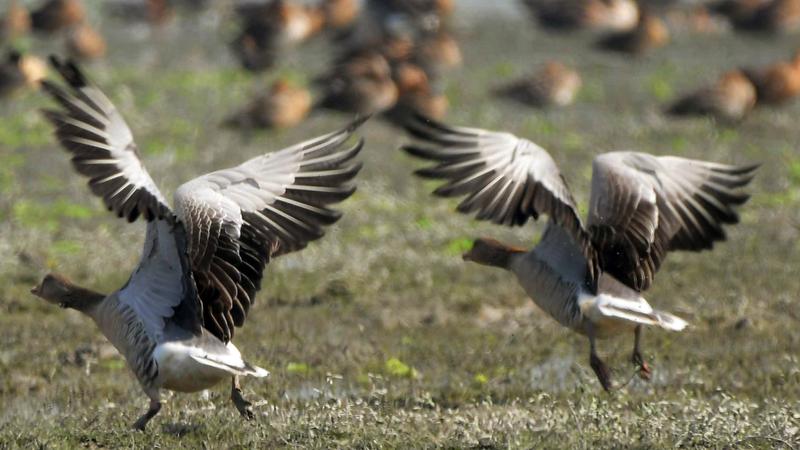 Spotlight: Two Tamil Nadu Villages Shun Crackers To Protect Migratory Birds