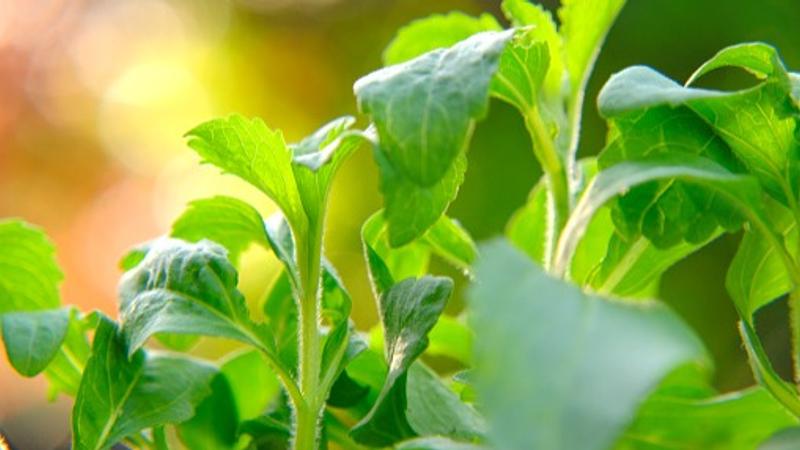 Stevia